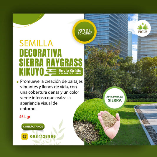 SEMILLAS DECORATIVA NEOKIKUYO
