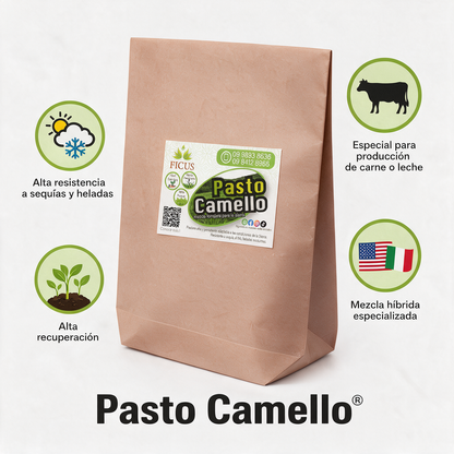 Pasto Camello 454gr / 1lb