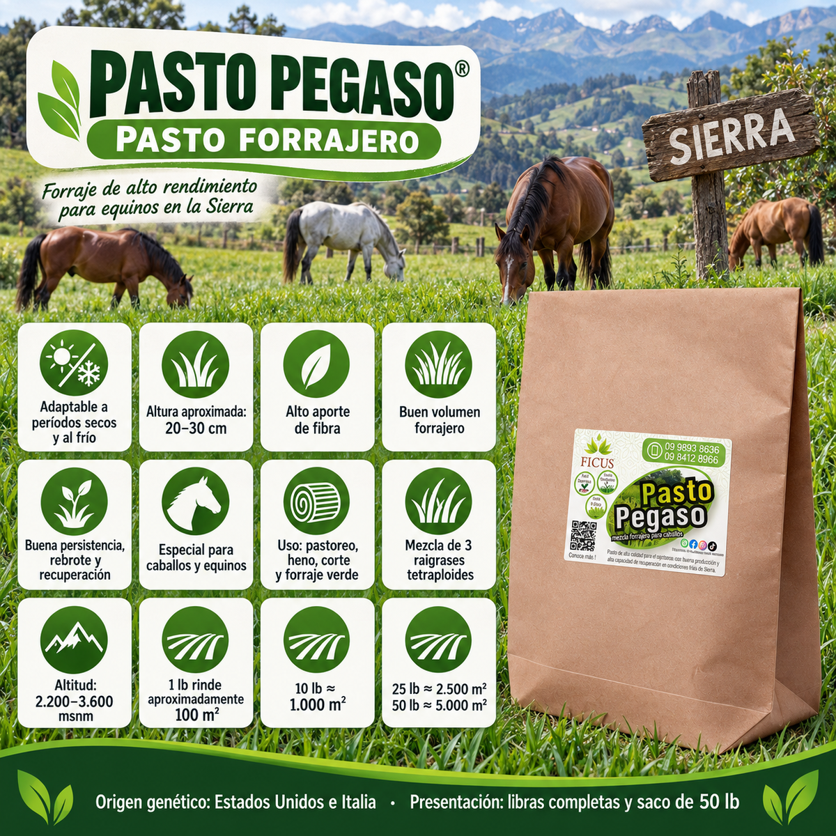 Pasto Pegaso 454gr / 1lb