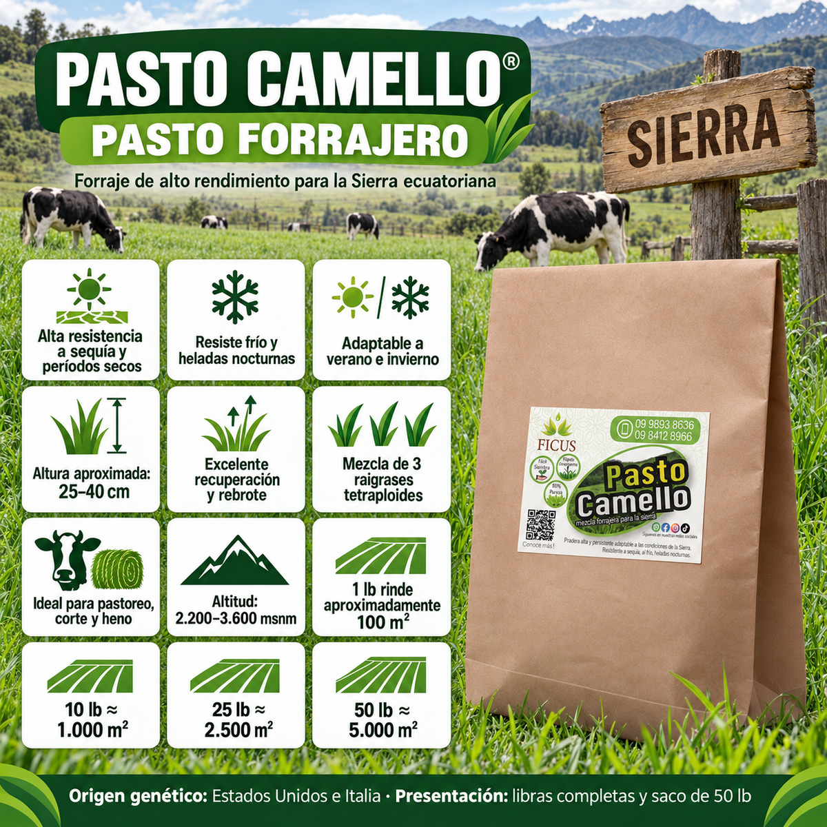 Pasto Camello 454gr / 1lb