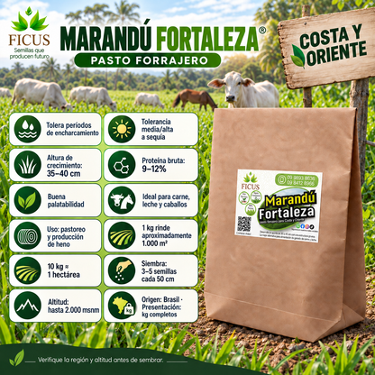 Marandú Fortaleza 1000gr / 1kg