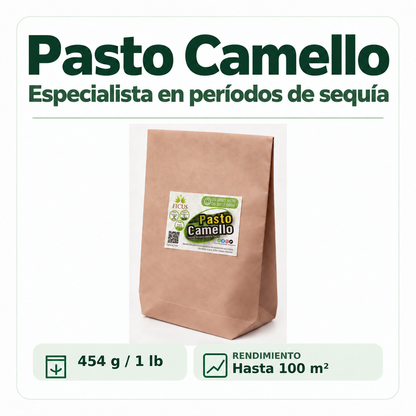 Pasto Camello 454gr / 1lb