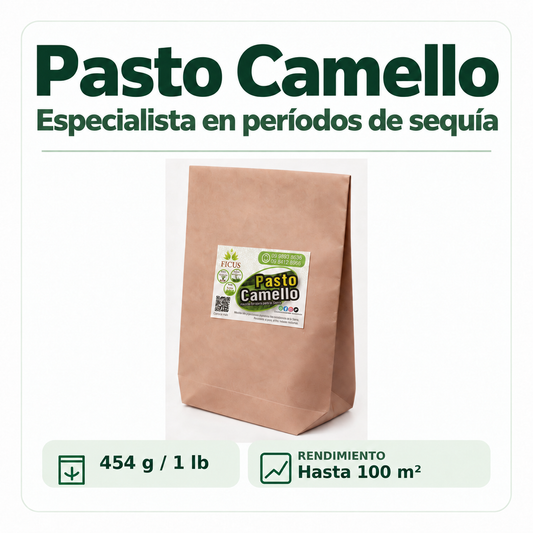 Pasto Camello 454gr / 1lb
