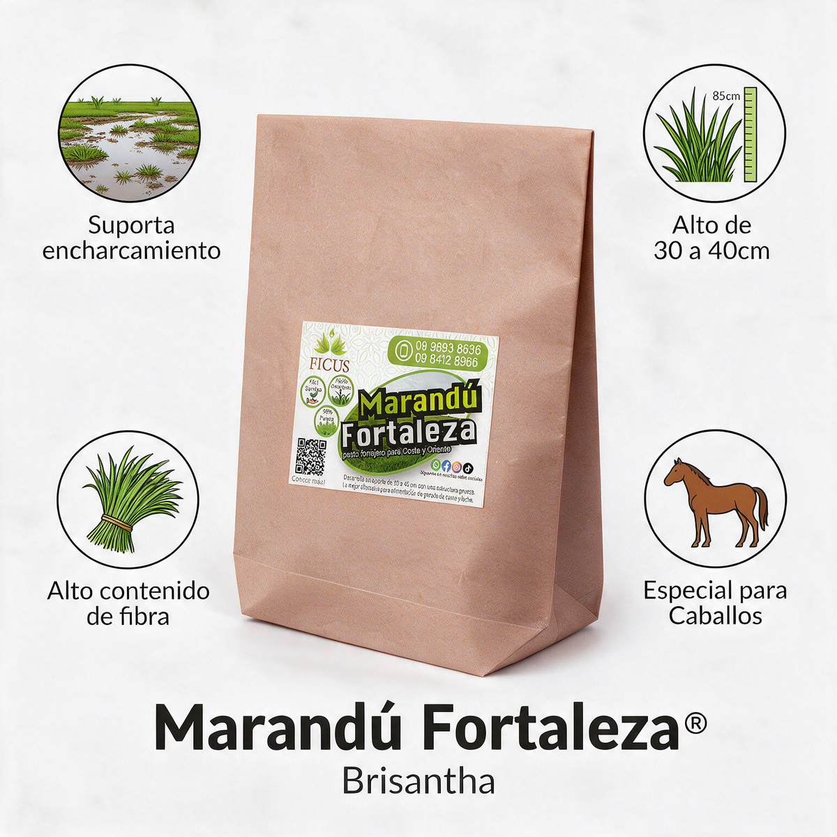 Marandú Fortaleza 1000gr / 1kg