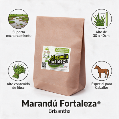 Marandú Fortaleza 1000gr / 1kg