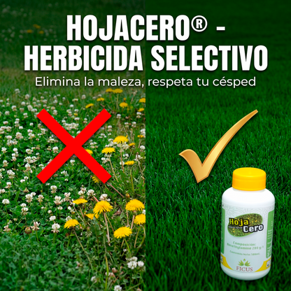 Hoja Cero